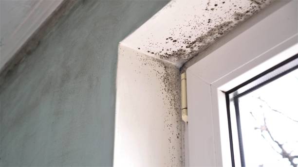 Trusted Franklin Park, NJ Mold Removal Experts