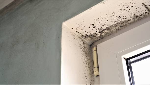 Best Commercial Mold Inspection  in Franklin Park, NJ