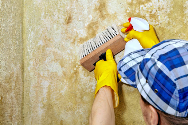 Best Crawl Space Mold Remediation  in Franklin Park, NJ