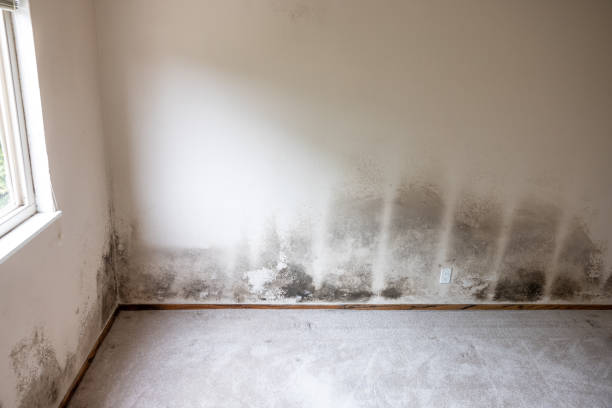 Best Mold Removal for HVAC Installations  in Franklin Park, NJ