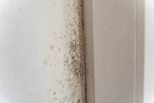 Best Emergency Mold Remediation  in Franklin Park, NJ
