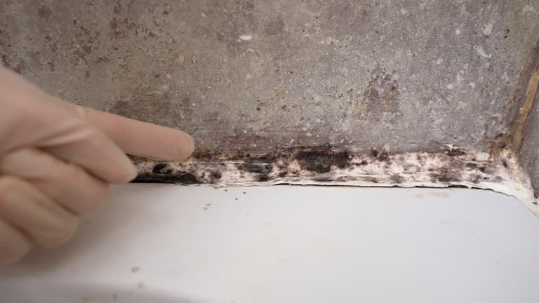 Best Real Estate Mold Inspection  in Franklin Park, NJ