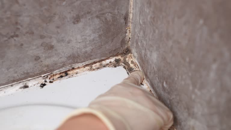 Mold Remediation for Vacation Homes in Franklin Park, NJ